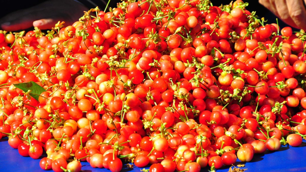 Manisa’da sezonunu ilk kirazı 3 bin 500 TL’den satıldı