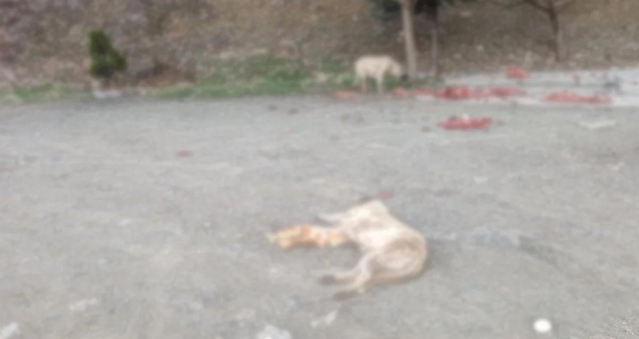 SÖZCÜ yazdı, köpek katliamıyla ilgili inceleme başlatıldı