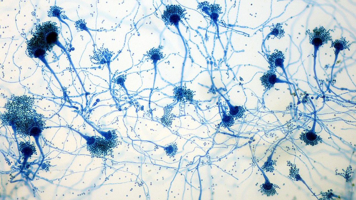 Avrupa’da ölümcül mantar salgını paniği: ‘Hazır değiliz’